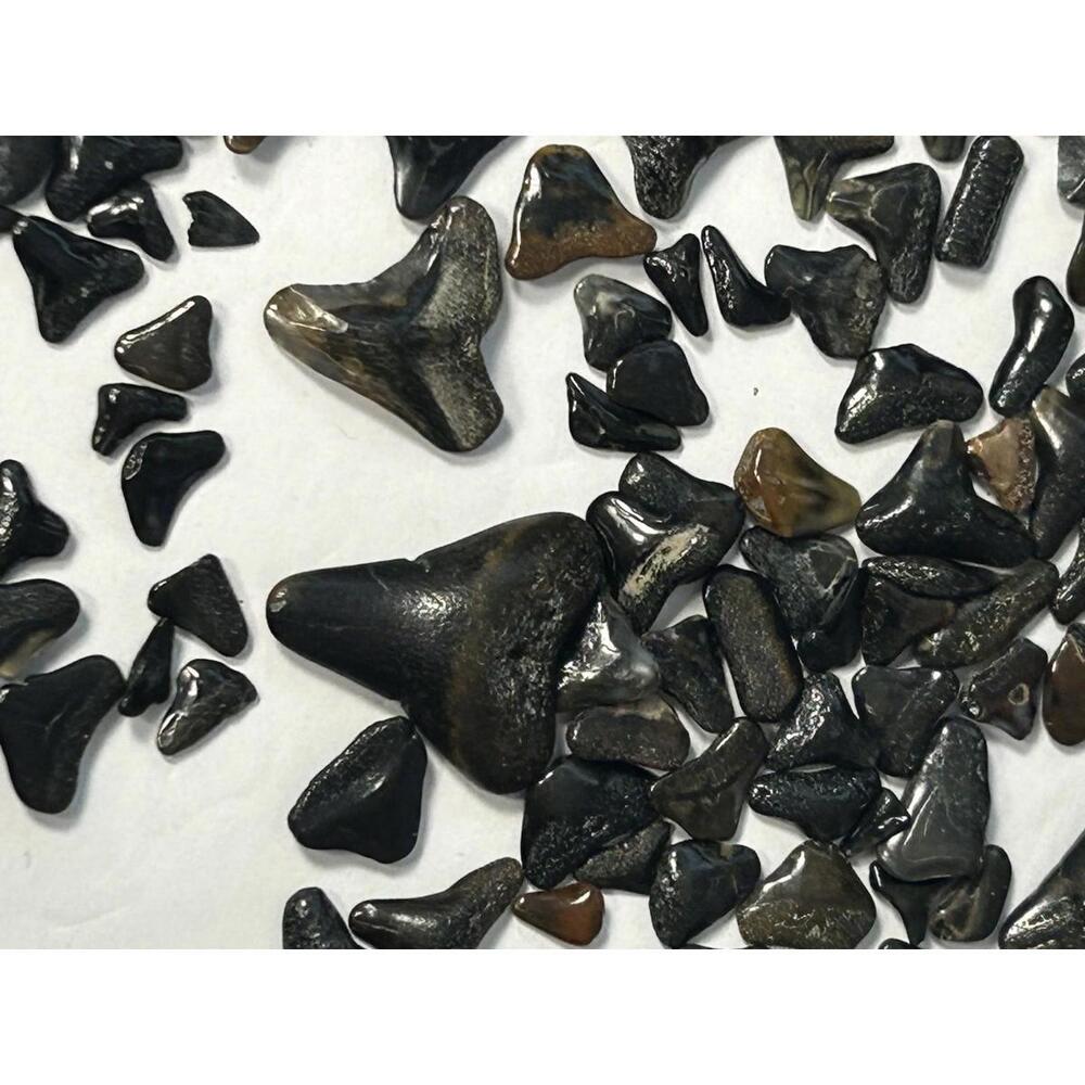 Shark Teeth Fossils Lot 70g – Real Mixed Fossil Shark Tooth Collection